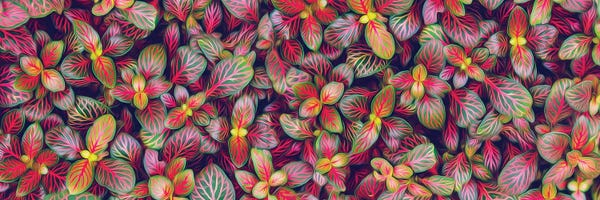 Ievgeniia Bidiuk: Fittonia Multicolor by Ievgeniia Bidiuk
