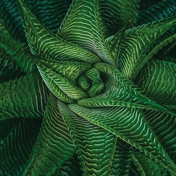 Ievgeniia Bidiuk: Aloe Juvenna by Ievgeniia Bidiuk