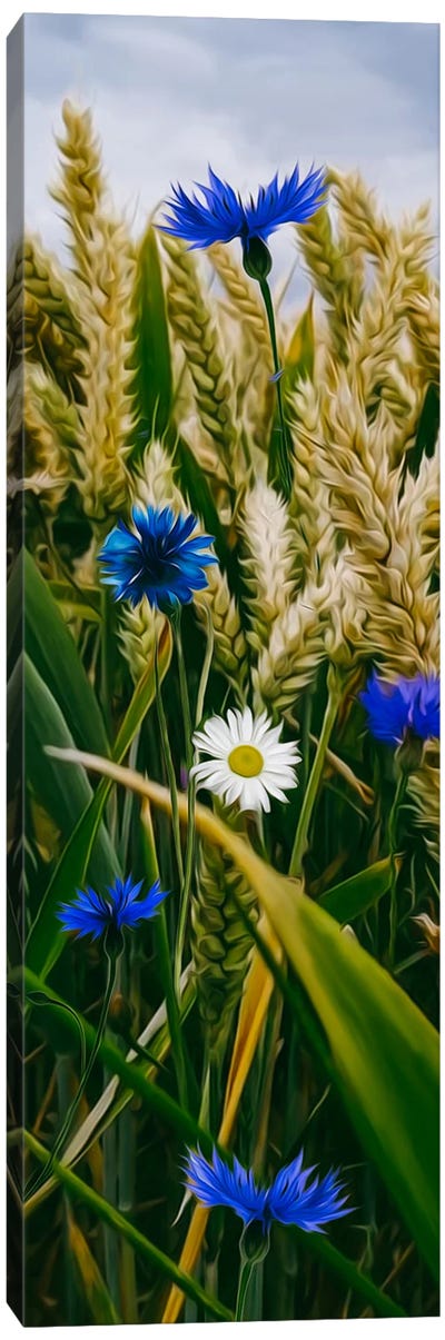 Spikes Of Wheat, Daisies And Cornflowers Canvas Art Print - Ievgeniia Bidiuk