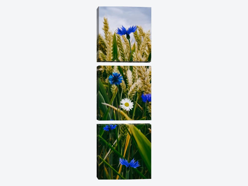 Spikes Of Wheat, Daisies And Cornflowers by Ievgeniia Bidiuk 3-piece Canvas Print