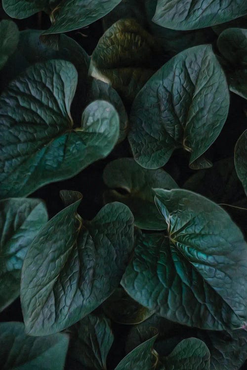 A Background Of Wild Violet Leaves