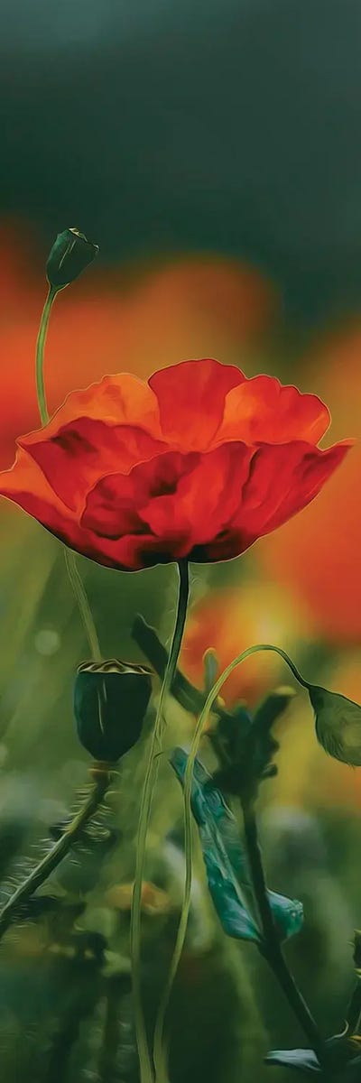 A Poppy In Bloom by Ievgeniia Bidiuk acrylic art print