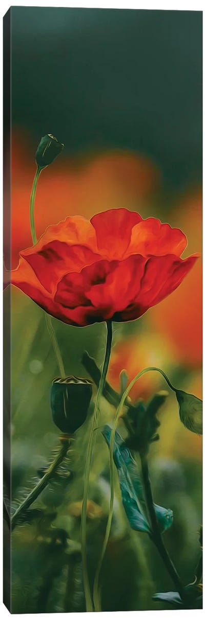 A Poppy In Bloom Canvas Art Print - Ievgeniia Bidiuk
