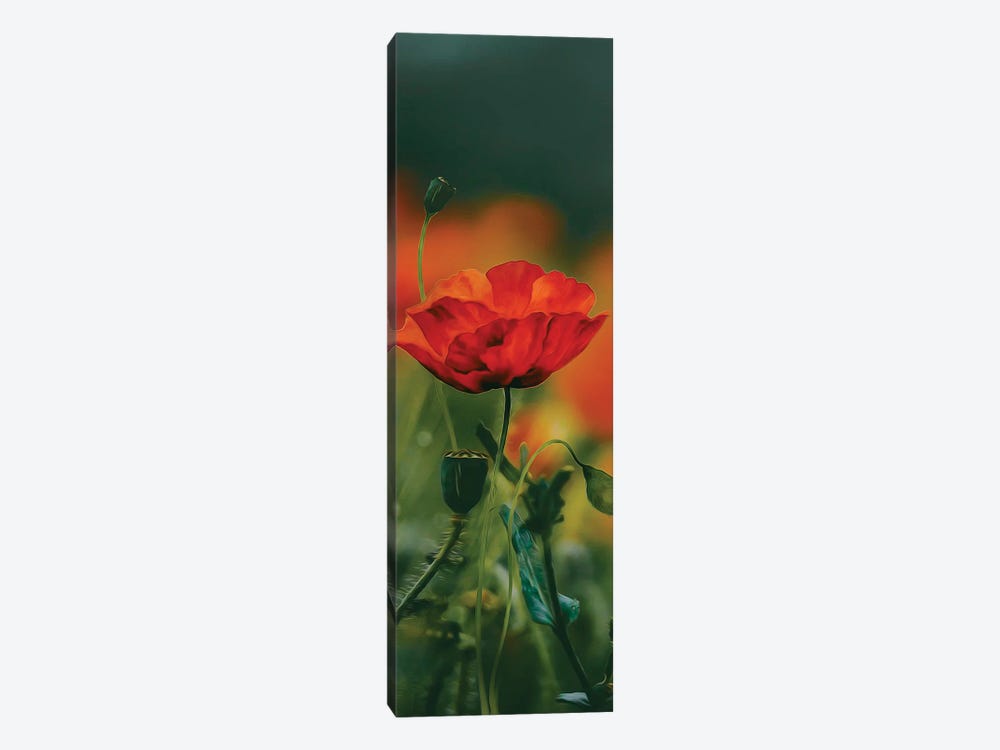 A Poppy In Bloom by Ievgeniia Bidiuk 1-piece Canvas Art Print