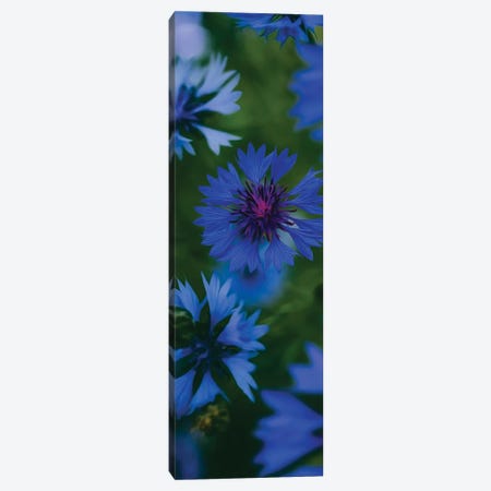 Blue Flowering Cornflowers Canvas Print #IVG728} by Ievgeniia Bidiuk Art Print