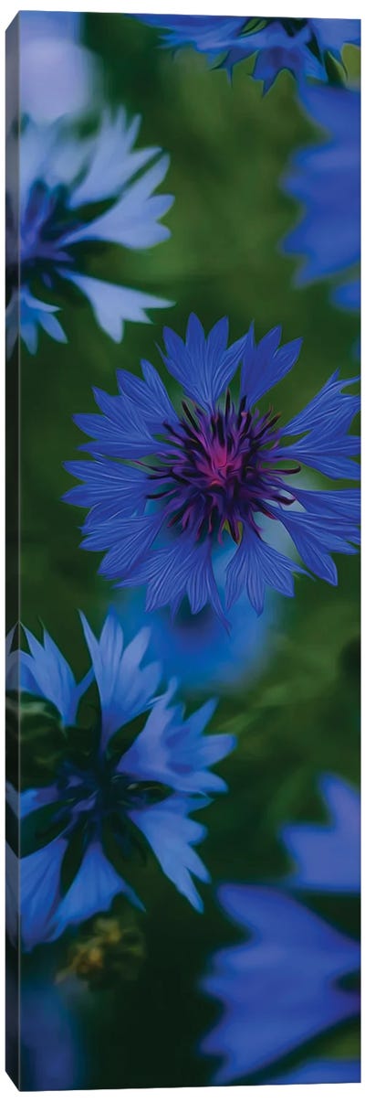 Blue Flowering Cornflowers Canvas Art Print - Ievgeniia Bidiuk