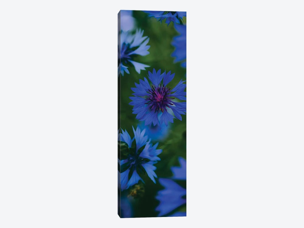 Blue Flowering Cornflowers by Ievgeniia Bidiuk 1-piece Art Print