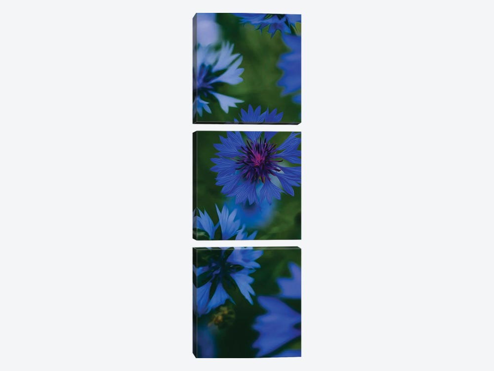 Blue Flowering Cornflowers by Ievgeniia Bidiuk 3-piece Canvas Art Print