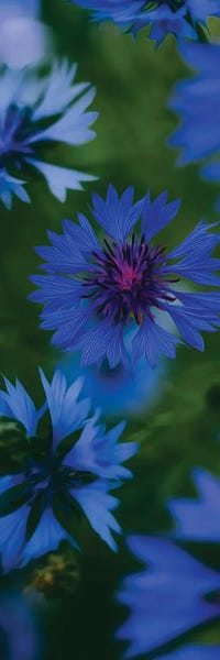 Ievgeniia Bidiuk: Blue Flowering Cornflowers by Ievgeniia Bidiuk