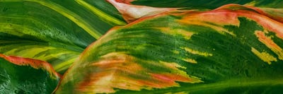 Green And Pink Acrylic Abstract Painting Texture by Ievgeniia Bidiuk acrylic art print