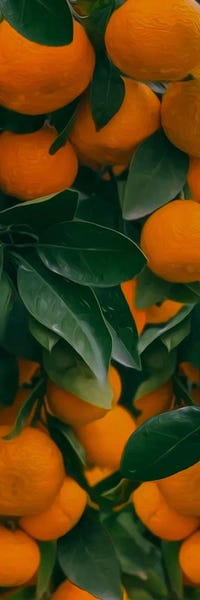 Ievgeniia Bidiuk: Fresh Ripe Tangerines With Leaves And Green Plants On Table by Ievgeniia Bidiuk