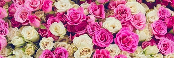 Canvas Print: Cream And Pink Roses In A Bouquet by Ievgeniia Bidiuk