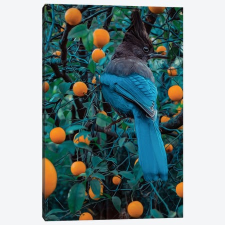 Mockingjay On The Orange Tree Canvas Print #IVG757} by Ievgeniia Bidiuk Canvas Print