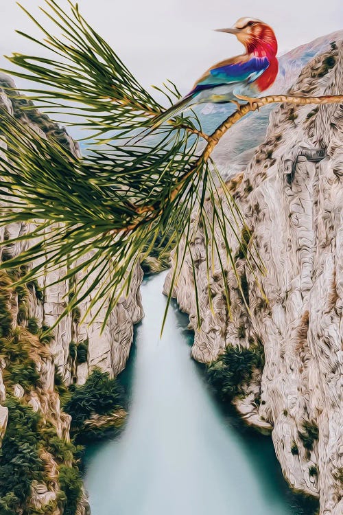 Coracias Caudatus Over A Mountain Gorge