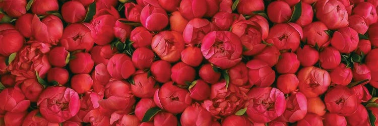 Large Background Of Red Peonies