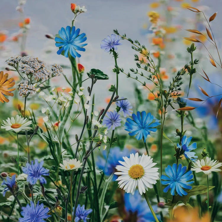 Wildflowers Daisies, Chicory, Grass, Cornflowers