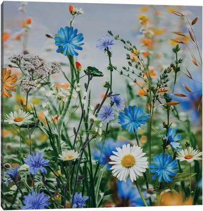 Wildflowers Daisies, Chicory, Grass, Cornflowers Canvas Art Print - Daisy Art