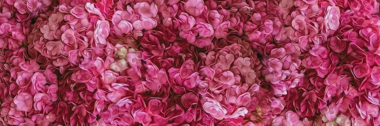 A Background Of Pink Blooming Hydrangea