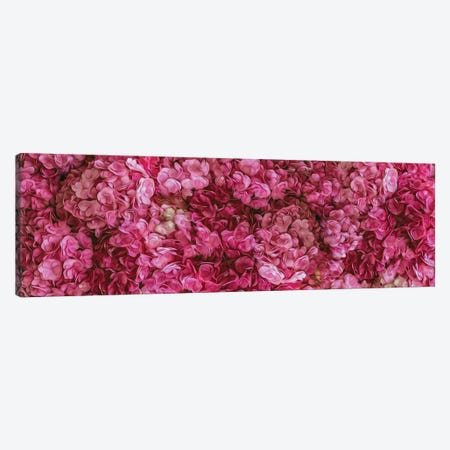 A Background Of Pink Blooming Hydrangea Canvas Print #IVG765} by Ievgeniia Bidiuk Canvas Art