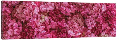A Background Of Pink Blooming Hydrangea Canvas Art Print - Hydrangea Art