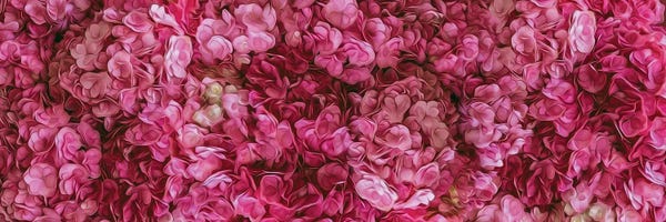 Hydrangeas: A Background Of Pink Blooming Hydrangea by Ievgeniia Bidiuk