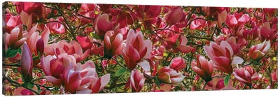 Background Of Pink Blooming Magnolia Canvas Art Print - Magnolia Art