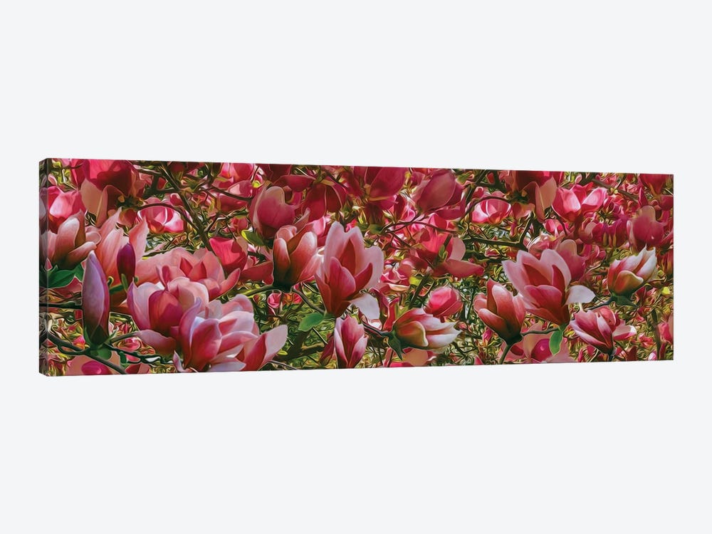 Background Of Pink Blooming Magnolia by Ievgeniia Bidiuk 1-piece Canvas Art