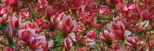 Ievgeniia Bidiuk: Background Of Pink Blooming Magnolia by Ievgeniia Bidiuk
