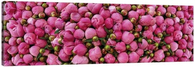 Pink Peony Buds Canvas Art Print - Ievgeniia Bidiuk