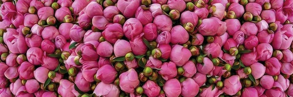 Ievgeniia Bidiuk: Pink Peony Buds by Ievgeniia Bidiuk