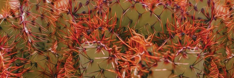 Orange Needles Of Mexican Cactus