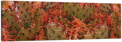 Orange Needles Of Mexican Cactus Canvas Art Print - Ievgeniia Bidiuk