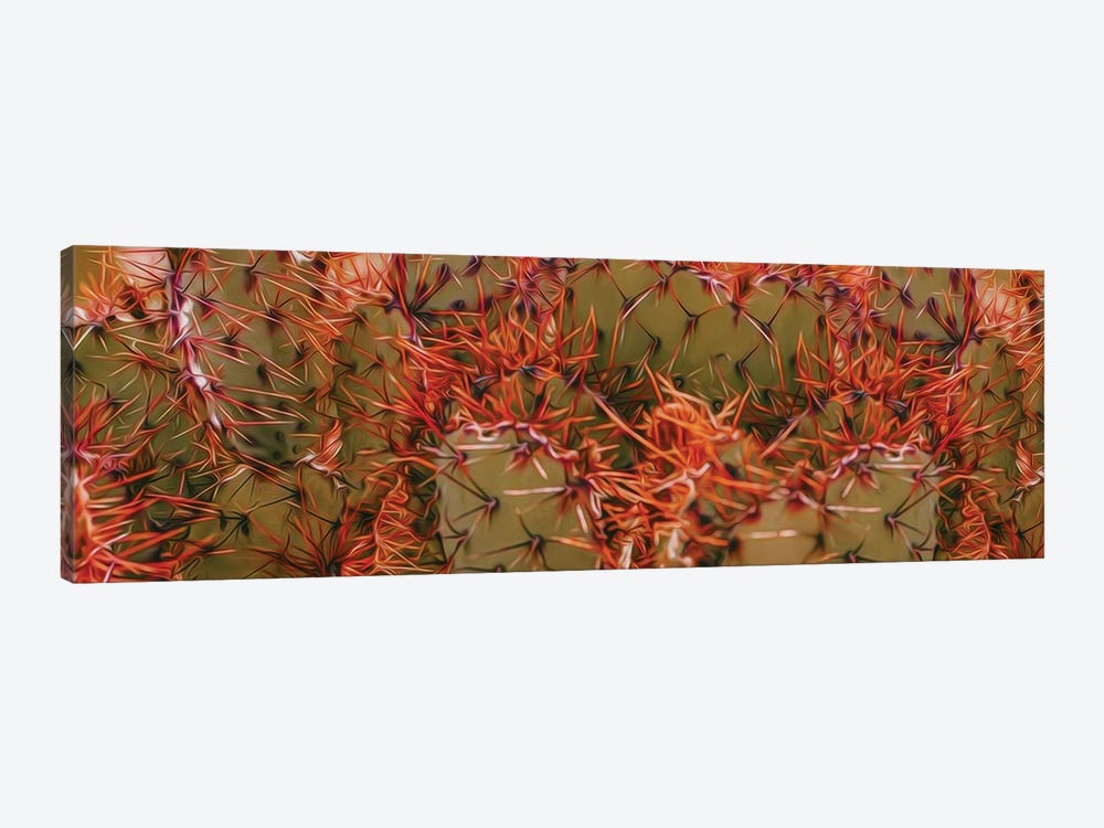 Orange Needles Of Mexican Cactus by Ievgeniia Bidiuk 1-piece Canvas Art