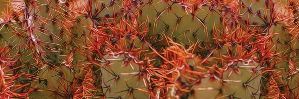 Ievgeniia Bidiuk: Orange Needles Of Mexican Cactus by Ievgeniia Bidiuk