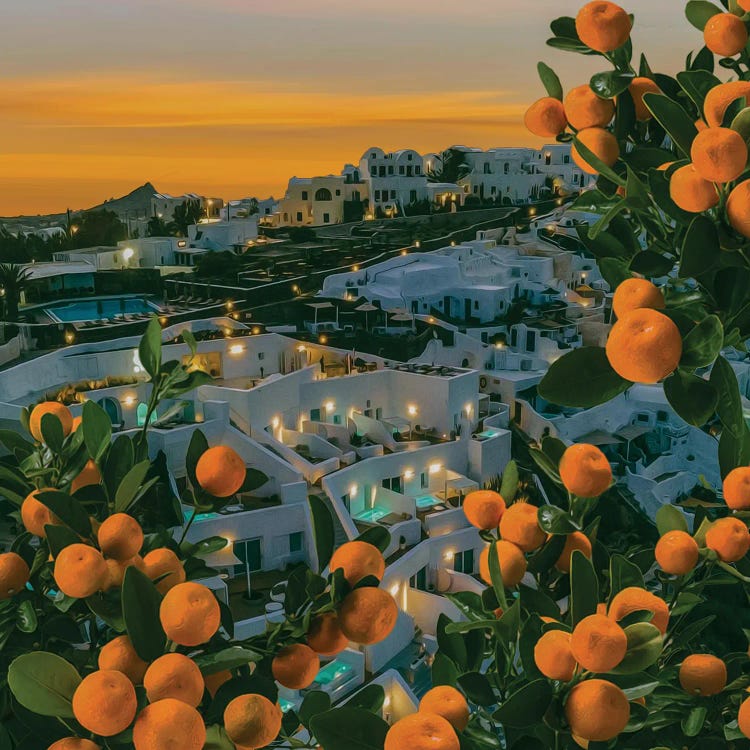 Tangerine Trees Over The Evening Santorini