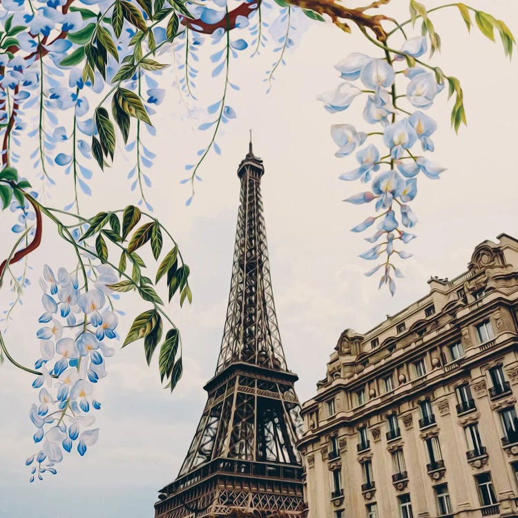 Wisteria Flowers On The Background Of Paris