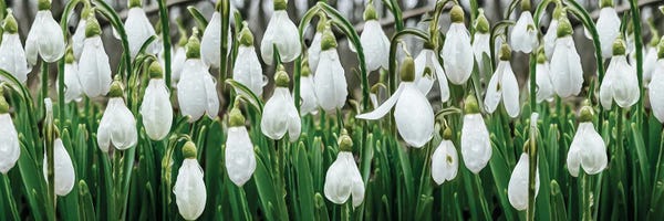 Ievgeniia Bidiuk: Snowdrops In The Dew by Ievgeniia Bidiuk