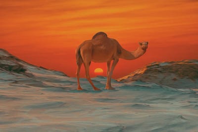 Camel On The Background Of A Sunset by Ievgeniia Bidiuk art print