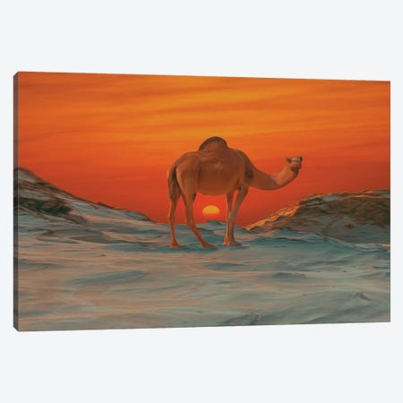Camel On The Background Of A Sunset Canvas Print #IVG81} by Ievgeniia Bidiuk Canvas Artwork