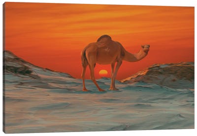 Camel On The Background Of A Sunset Canvas Art Print - Camel Art