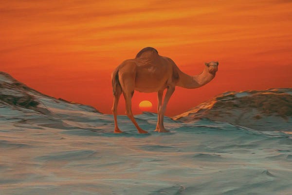 Camels: Camel On The Background Of A Sunset by Ievgeniia Bidiuk