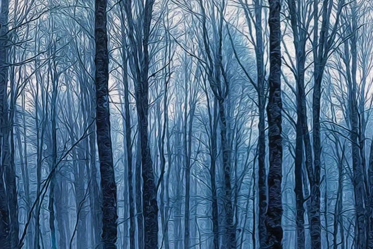 Night Branchy Winter Forest