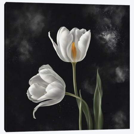 A Pair Of White Tulips Canvas Print #IVG912} by Ievgeniia Bidiuk Canvas Wall Art