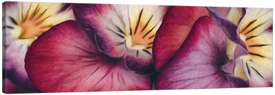 Viola Tricolor Close Up Canvas Art Print - Violets