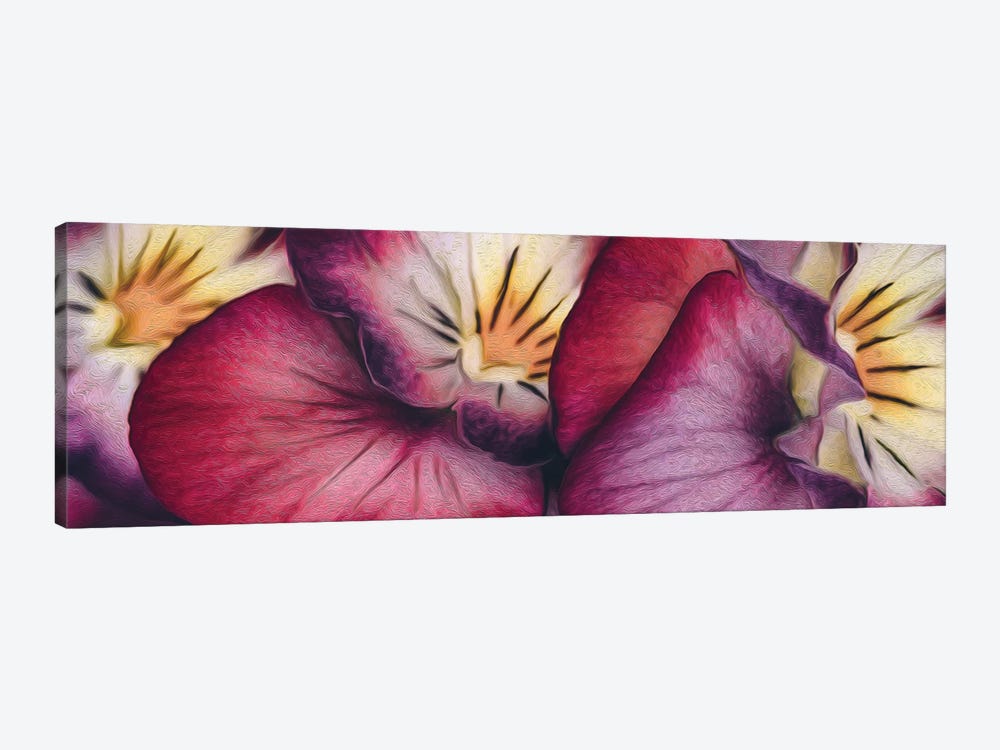 Viola Tricolor Close Up by Ievgeniia Bidiuk 1-piece Canvas Artwork