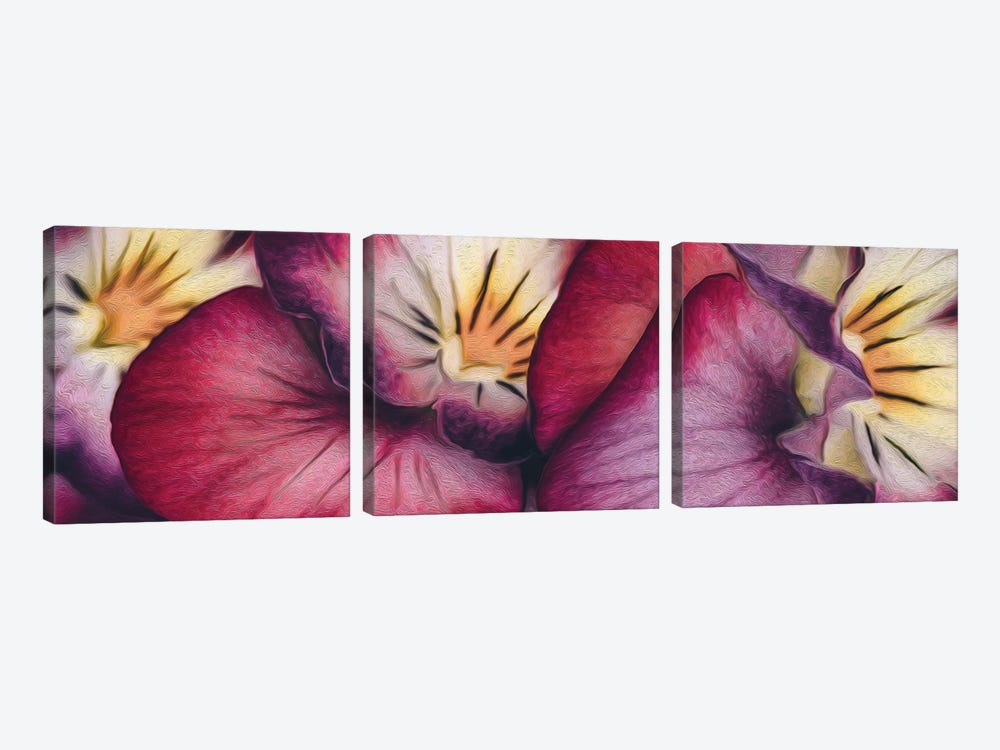 Viola Tricolor Close Up by Ievgeniia Bidiuk 3-piece Canvas Wall Art