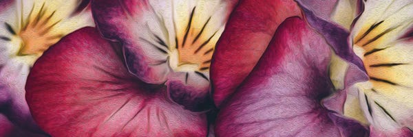 Violets: Viola Tricolor Close Up by Ievgeniia Bidiuk