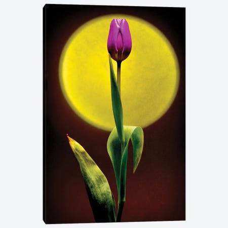 Sunset Tulip Canvas Print #IVI104} by Igor Vitomirov Canvas Print
