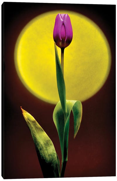 Sunset Tulip Canvas Art Print - Igor Vitomirov