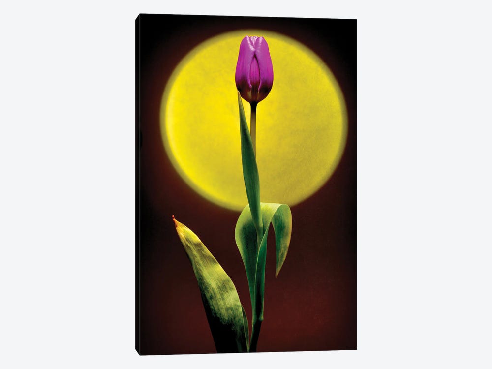 Sunset Tulip by Igor Vitomirov 1-piece Canvas Wall Art